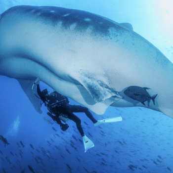 Daily Dive # 020 | Giving a Whale Shark an Ultrasound